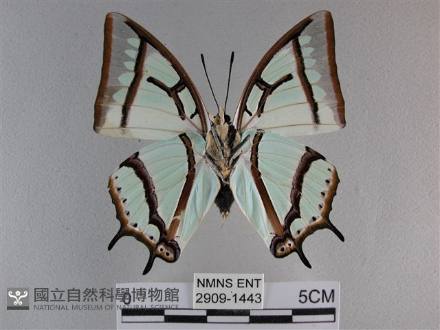 小雙尾蛺蝶藏品圖，第2張