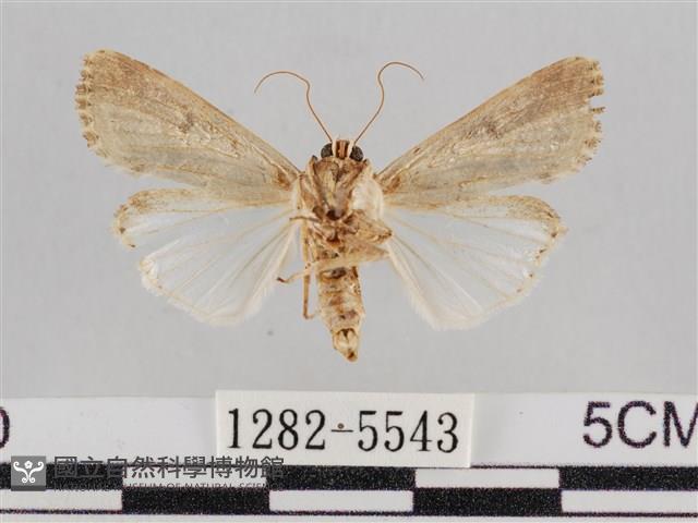 斜紋夜盜蛾藏品圖，第2張