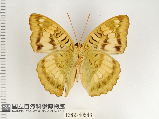 甲仙翠蛺蝶藏品圖，第2張