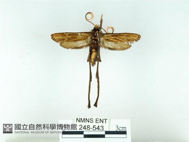 長腳大織蛾藏品圖，第2張