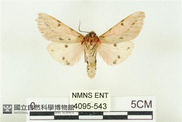 棍棒污燈蛾藏品圖，第2張