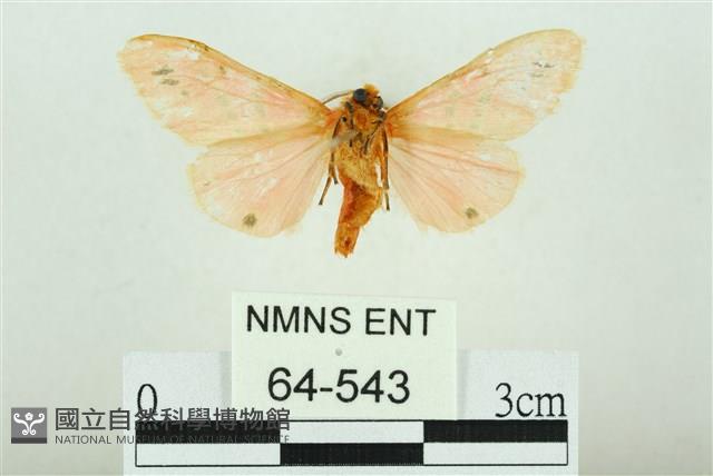 三條橙燈蛾藏品圖，第2張