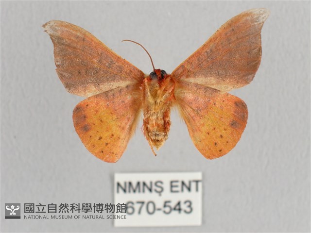 銀端帶鉤蛾藏品圖，第2張