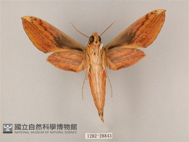 綠背斜紋天蛾藏品圖，第2張