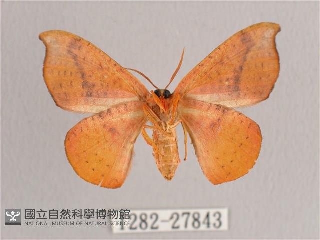 接骨木帶鉤蛾藏品圖，第2張