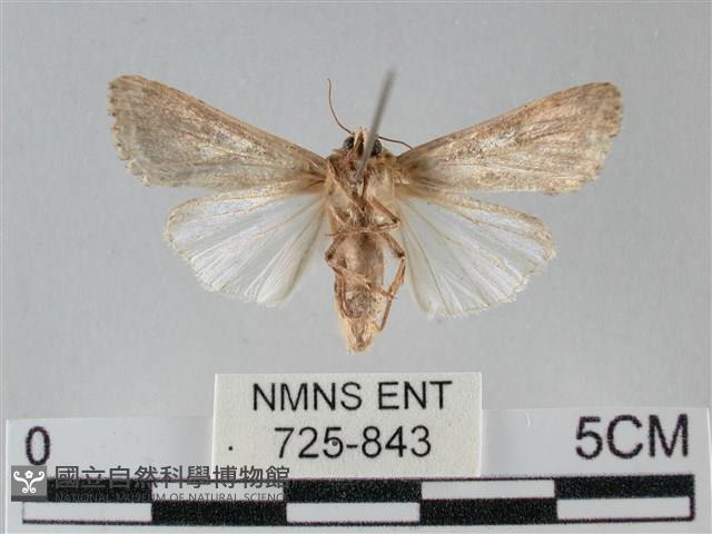 斜紋夜盜蛾藏品圖，第2張