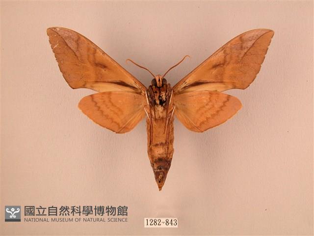 波紋豆天蛾藏品圖，第2張