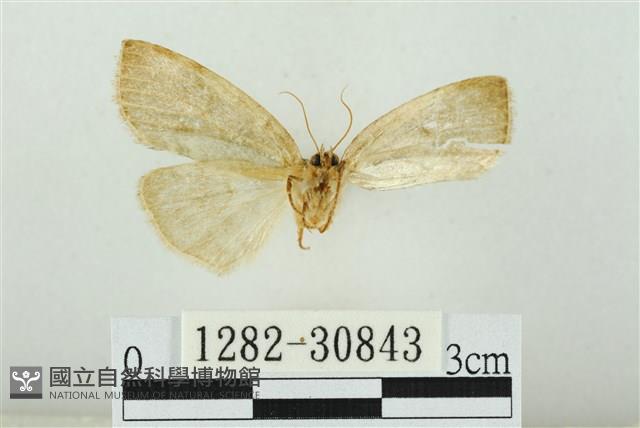 霧社環波紋蛾藏品圖，第2張