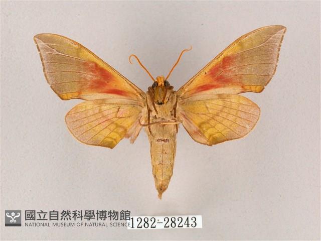 榆綠天蛾藏品圖，第2張