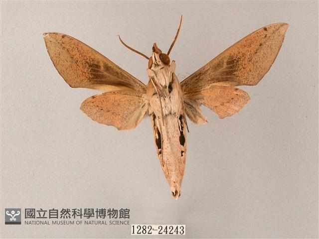 藏斜紋天蛾藏品圖，第2張