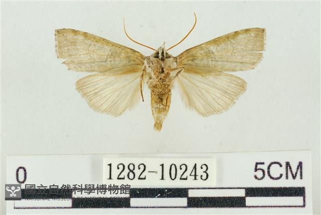 帶波紋蛾藏品圖，第2張