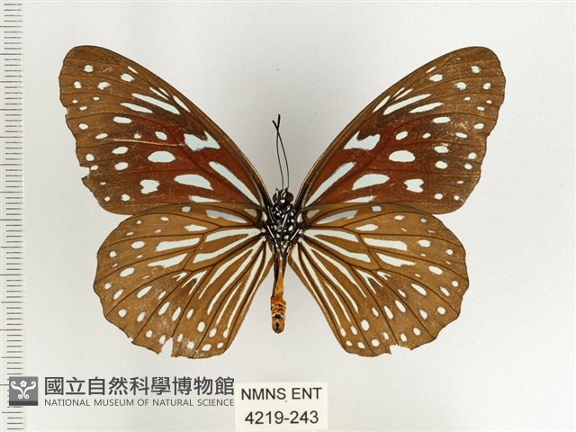 小紋青斑蝶藏品圖，第2張