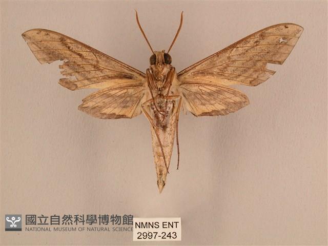 棕綠背線天蛾藏品圖，第2張