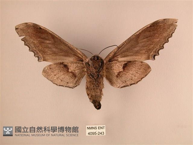 臺灣鋸翅天蛾藏品圖，第2張
