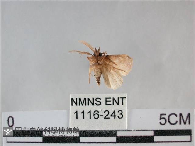 登錄號:001116-00243藏品圖，第2張