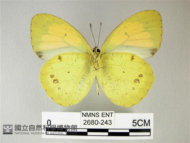 異粉蝶、雌白黃蝶藏品圖，第2張