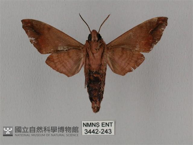 姬缺角天蛾藏品圖，第2張