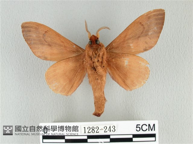 大褐斑枯葉蛾藏品圖，第2張