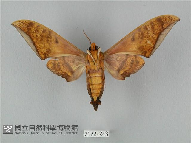 裂斑鷹翅天蛾藏品圖，第2張