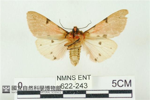 棍棒污燈蛾藏品圖，第2張