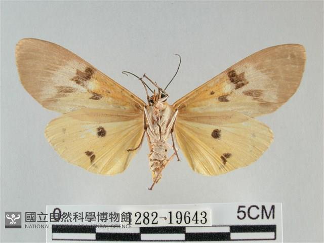 登錄號:001282-19643藏品圖，第2張