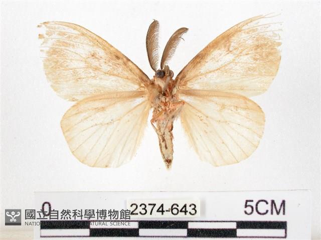 木毒蛾藏品圖，第2張