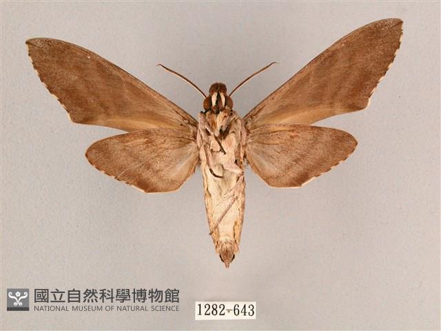 細斜紋霜天蛾藏品圖，第2張