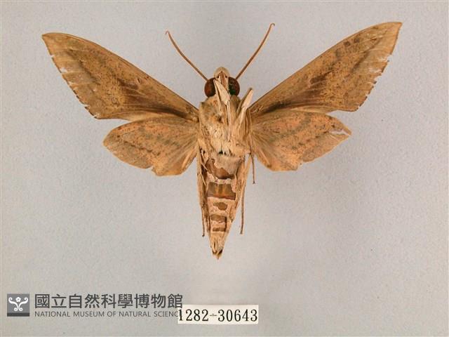 背帶斜紋天蛾藏品圖，第2張