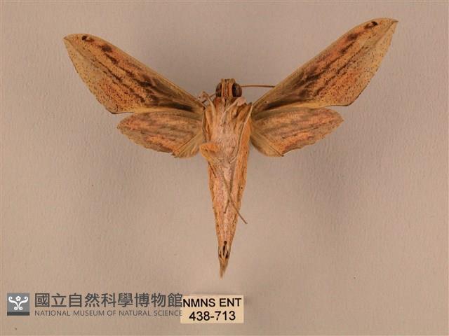 棕綠背線天蛾藏品圖，第2張