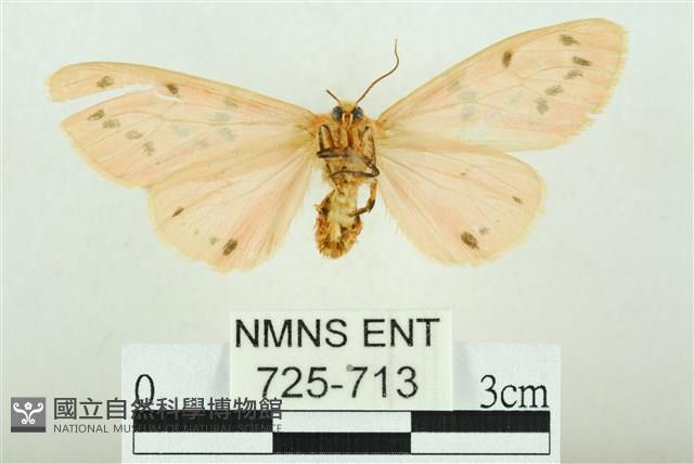 三條橙燈蛾藏品圖，第2張