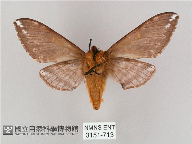 井上氏絨毛天蛾藏品圖，第2張