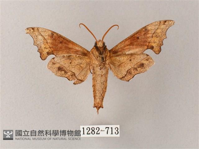 黃斑索天蛾藏品圖，第2張