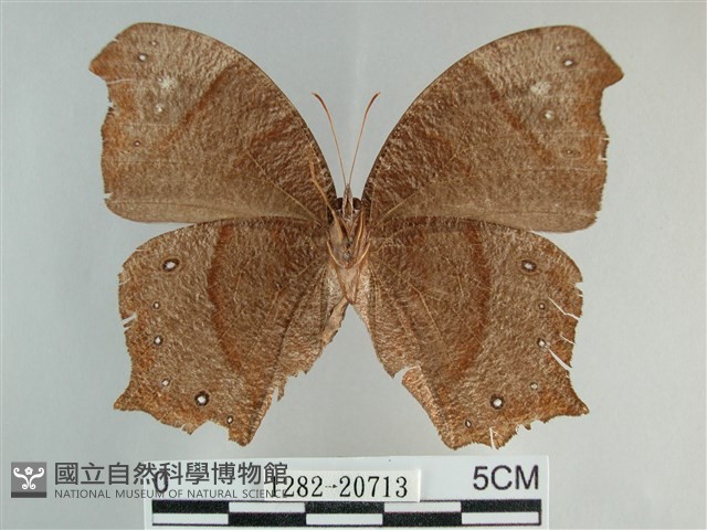 森林暮眼蝶、黑樹蔭蝶藏品圖，第2張