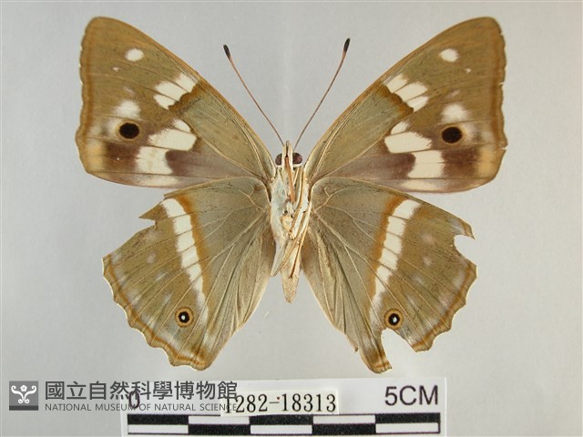 金鎧蛺蝶藏品圖，第2張