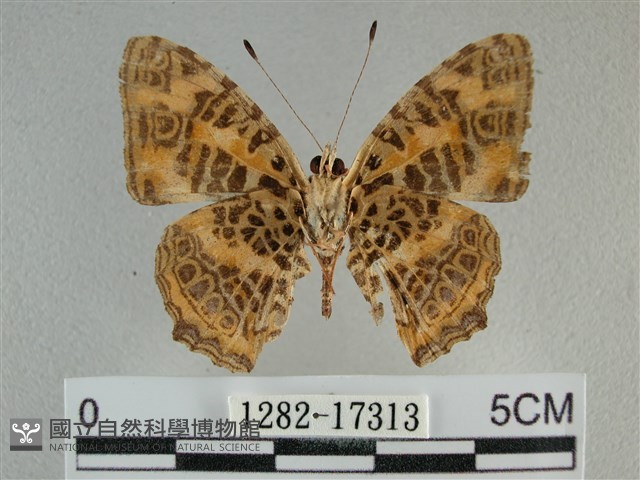 黃豹盛蛺蝶藏品圖，第2張