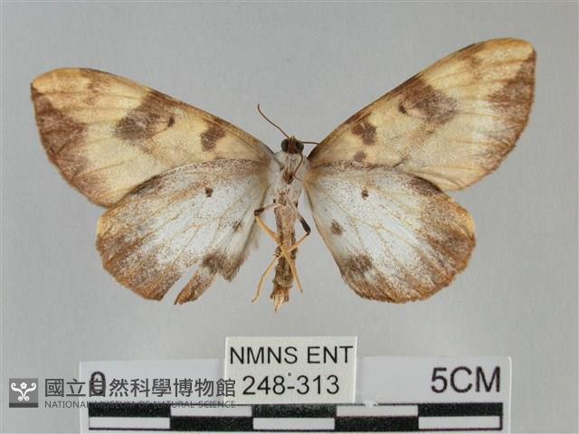 枯葉尺蛾藏品圖，第2張