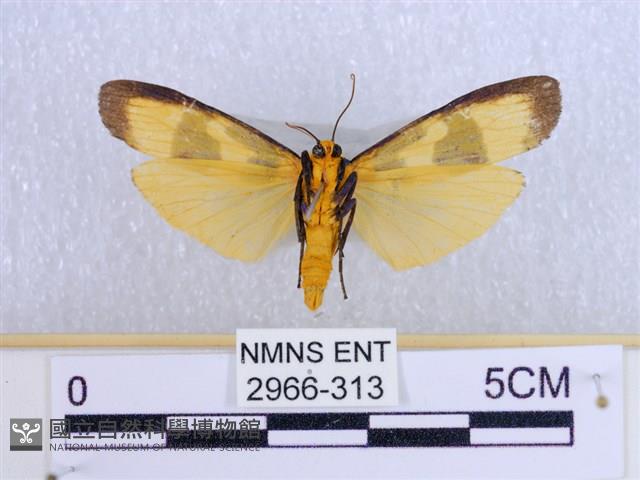 閃光苔蛾藏品圖，第2張