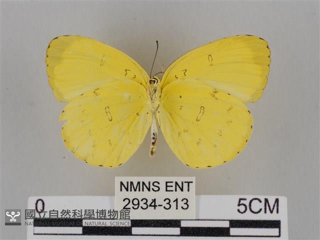亮色黃蝶藏品圖，第2張
