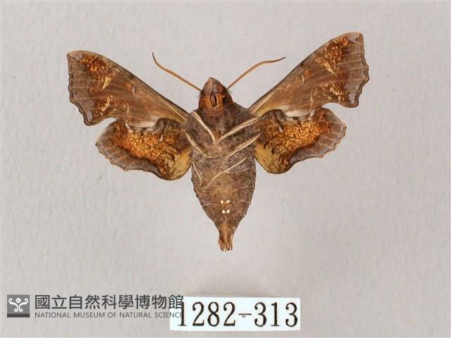 凹緣天蛾藏品圖，第2張