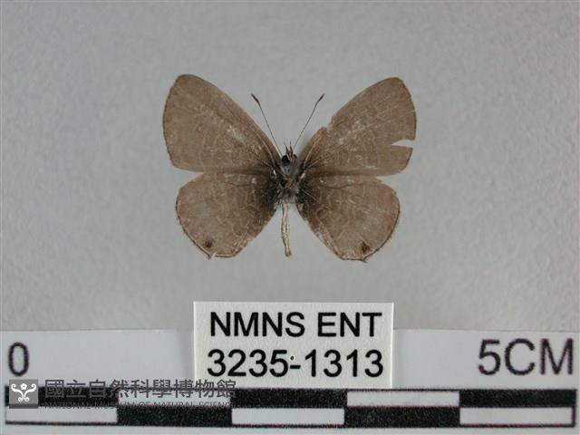 波灰蝶藏品圖，第2張