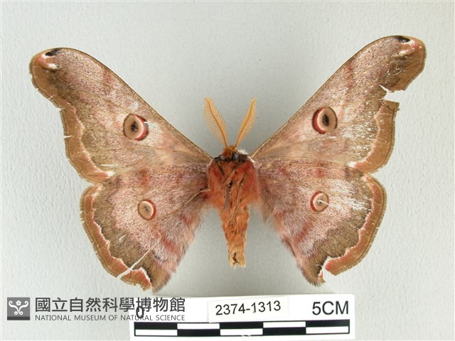 綠目天蠶蛾藏品圖，第2張