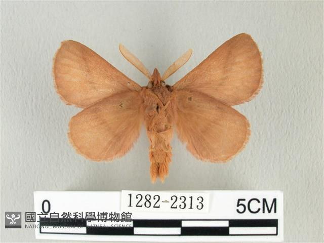 褐斜帶枯葉蛾藏品圖，第2張