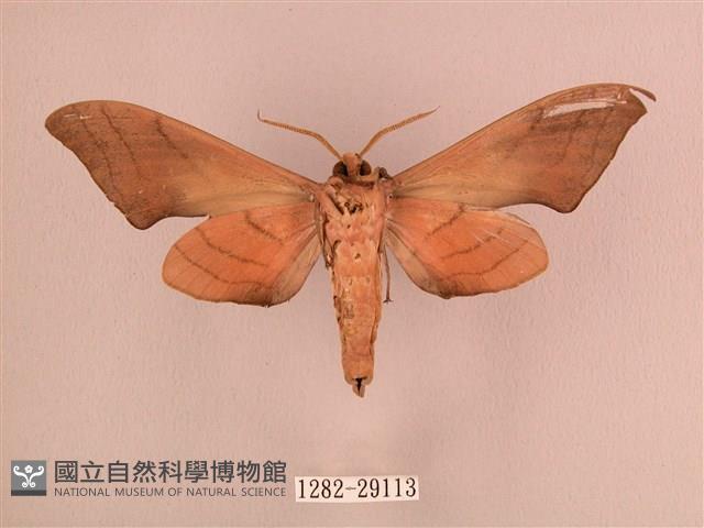 直翅六點天蛾藏品圖，第2張