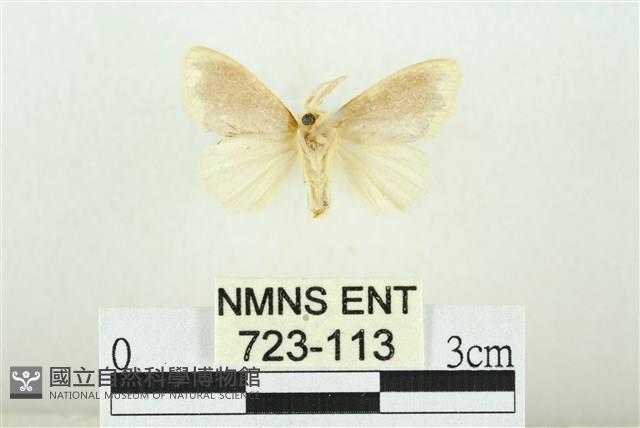 黑翅黃毒蛾藏品圖，第2張