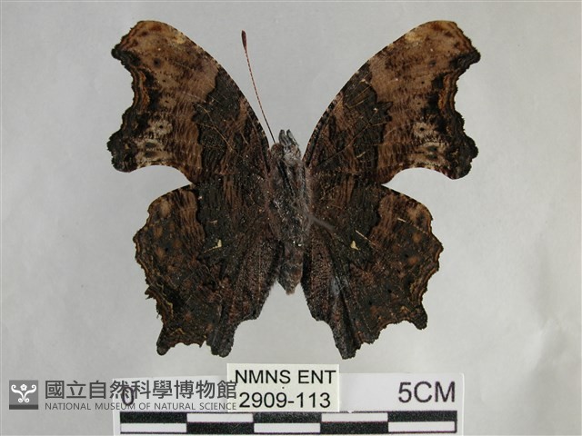琉璃蛺蝶藏品圖，第2張