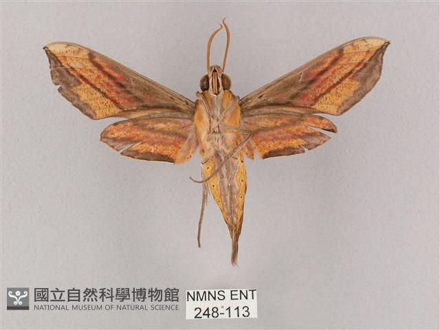 斜綠天蛾藏品圖，第2張