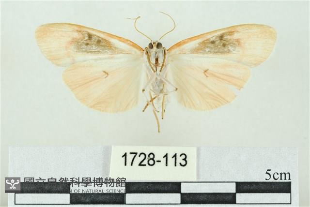 臺雪苔蛾藏品圖，第2張