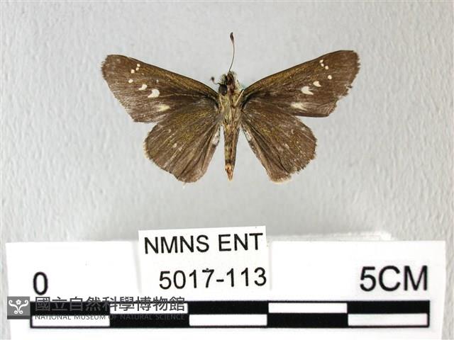 禾弄蝶藏品圖，第2張