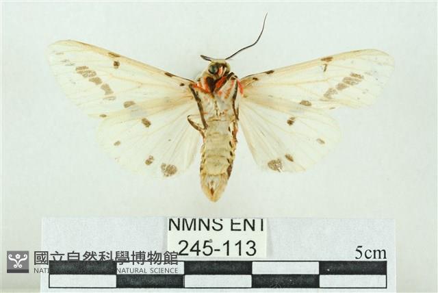 菊池污燈蛾藏品圖，第2張