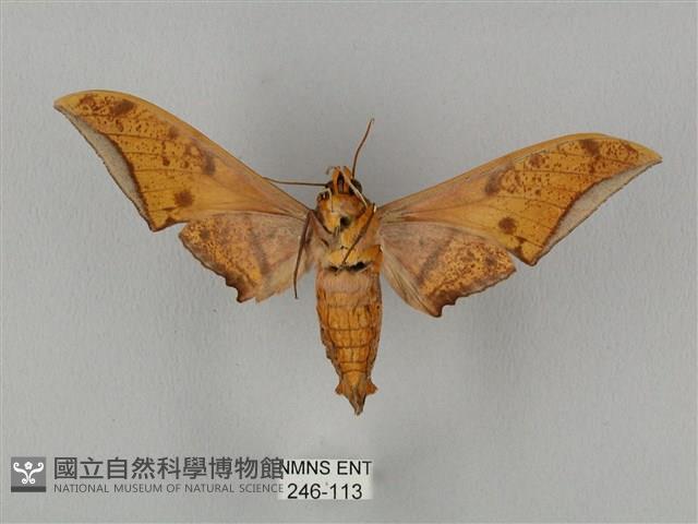 裂斑鷹翅天蛾藏品圖，第2張